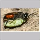 Astata boops - Wanzengrabwespe 22b 10mm beim Nesteintrag am Fusse einer Steilwand in Wallenhorst.jpg